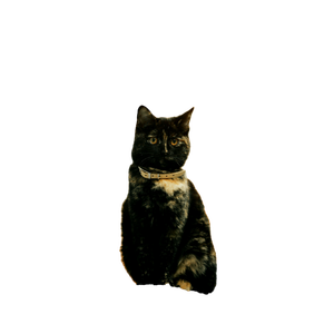 Stock Photo Of Adorable, Animal, Cat 12348 - Cat PNG image with transparent background